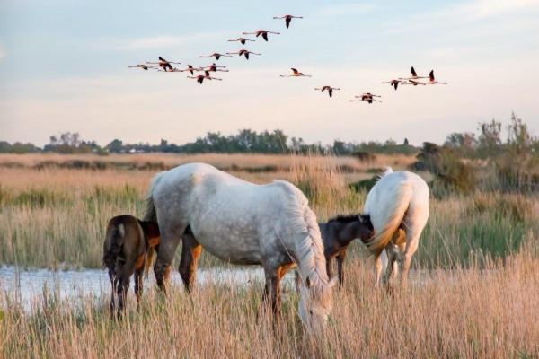 Camargue Villa Beauvoisin  Esterno foto